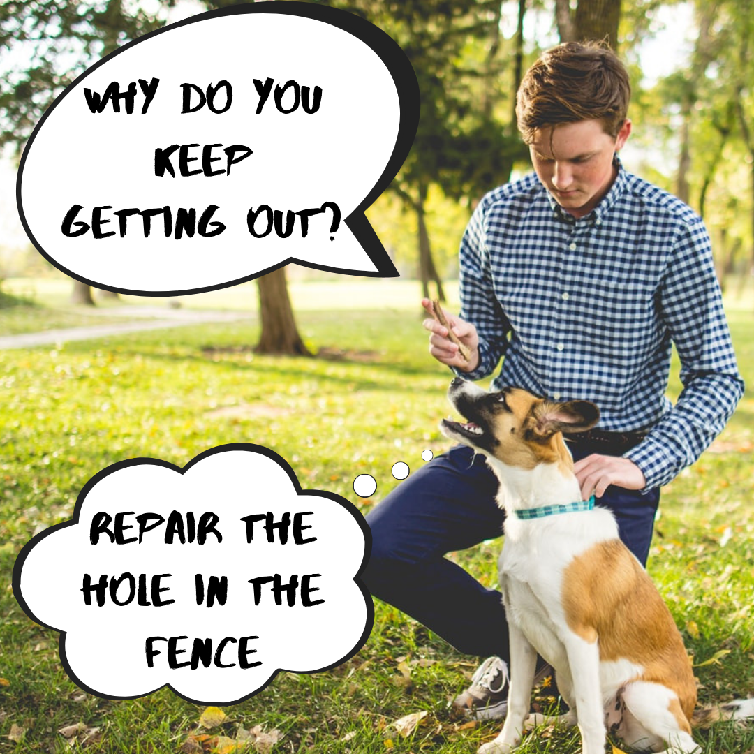 Why Do Dogs Wander Off