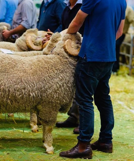 WA Sheep Expo & Ram Sale