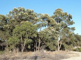 Western Australia’s native vegetation – have your say
