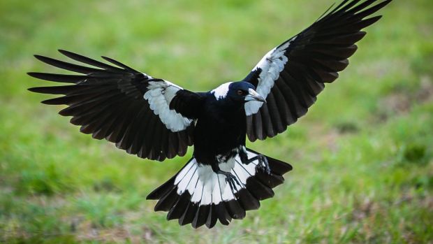 Magpie Swooping at All Ages Playground